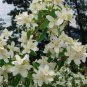 20 seeds Philadelphus coronarius Mock Orange Flower Seeds