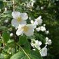20 seeds Philadelphus coronarius Mock Orange Flower Seeds