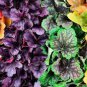 100 seeds Mixed Heuchera Bonsai Seeds Coral Flower Coral Bells