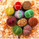 200 seeds Lithops Mixed Seeds