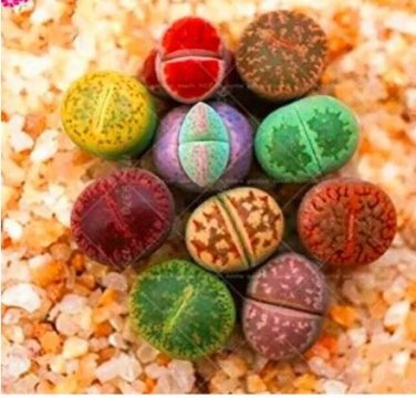 200 seeds Lithops Mixed Seeds