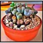 200 seeds Lithops Mixed Seeds