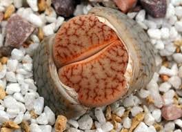 1000 seeds Lithops Seeds Mixed