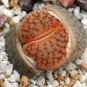 1000 seeds Lithops Seeds Mixed
