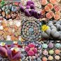 1000 seeds Lithops Seeds Mixed