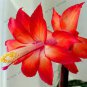 100 seeds Schlumbergera Flores Christmas Cactus Plant Seeds Rose Red White Flowers