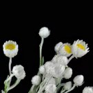 5 seeds Asteraceae Small Shrub Leprechaun Flower Argyropsis Seeds Garden Ornamental Plants