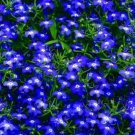 200 seeds Imported Lobelia Flowers Blooming Covering Flore Outdoor