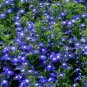 200 seeds Imported Lobelia Flowers Blooming Covering Flore Outdoor