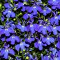 200 seeds Imported Lobelia Flowers Blooming Covering Flore Outdoor