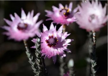 5 seeds Asteraceae Small Shrub Leprechaun Flower Canescens Seeds Garden Ornamental Plants