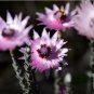 5 seeds Asteraceae Small Shrub Leprechaun Flower Canescens Seeds Garden Ornamental Plants