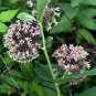5 seeds Asteraceae Small Shrub Leprechaun Flower Canescens Seeds Garden Ornamental Plants