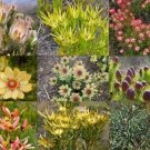20 seeds Leucadendron Mix Seeds Garden Ornamental Plants
