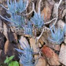 5 seeds Blue Chalk Sticks Senecio Mandraliscae Seeds