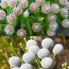 5 seeds Brunia albiflora Brunia Laevis Garden Plants