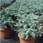 5 seeds Abies Procera Silver Fir Pine Tree Garden Plants