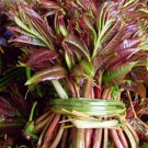 5 Seeds Fast-Growing, New Strange Health Vegetable Toona sinensis Potted Plant Bonsai Home Garden