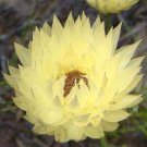 5 seeds Syncarpha speciosissima Garden Plants