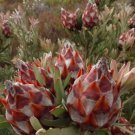 5 seeds Leucadendro Succulents Garden Plants