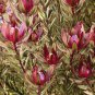5 seeds Leucadendro Succulents Garden Plants