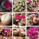 20 seeds Argyroderma Mix Succulents Garden Plants