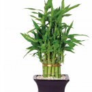 40 seeds Rainbow Lucky Bamboo Bonsai Small Potted Plants Purify Dracaena Plantas