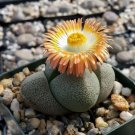 20 seeds PLEIOSPILOS nelii Succulents Garden Plants