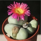 20 seeds ARGYRODERMA delaetii Succulents Garden Plants