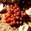 20 seeds oophytum nanum Succulents Garden Plants