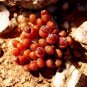 20 seeds oophytum nanum Succulents Garden Plants