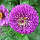 200 seeds Mixed Zinnia Bonsai Pretty Pastel Colors Perennial Bonsai for Home Garden