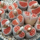 100 seeds karasmontana 'Top Red' Succulents Garden Plants