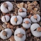 20 seeds Dinteranthus pole evansii Succulents Garden Plants