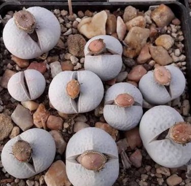 20 seeds Dinteranthus pole evansii Succulents Garden Plants