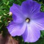 50 seeds Double Hollyhock Flower Bonsai, Mixed Perennial Home Garden (Color: 14)