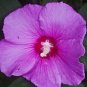 100 seeds Double Hollyhock Flower Bonsai, Mixed Perennial Home Garden Decoration