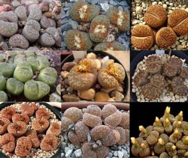100 seeds Lithops Succulents Garden Plants - Mix Seeds