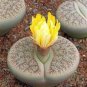 100 seeds L. pseudotruncatella C73 Succulents Garden Plants