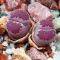100 seeds Lithops salicola Bacchus Succulents Garden Plants