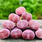 100 seeds Lithops salicola Bacchus Succulents Garden Plants