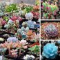 100 seeds LITHOPS dorothea Succulents Garden Plants - Mix Seeds