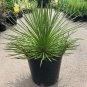 10 seeds Agave geminiflora Succulents Garden Plants