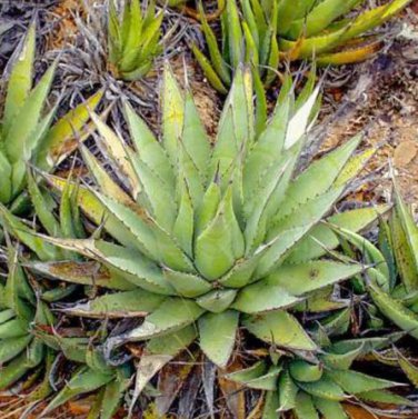 10 seeds Agave cerulata subsp. cerulata Succulents Garden Plants