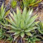 10 seeds Agave cerulata subsp. cerulata Succulents Garden Plants