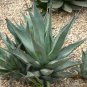 10 seeds Agave cerulata subsp. cerulata Succulents Garden Plants