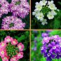 10 seeds Verbena Flower Flowers Potted Plants Flower bonsais Yi Seed