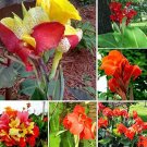 20 Seeds True Canna Lily Potted Bonsai - Pretoria - Variegated Foliage - Exotic Blooms