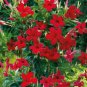 200 seeds Rare Climbing Plants Jasmine Bonsai Amazing Smell