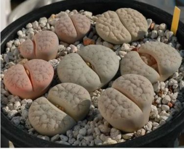 100 seeds Lithops gracilidelineata C385 Succulents Garden Plants